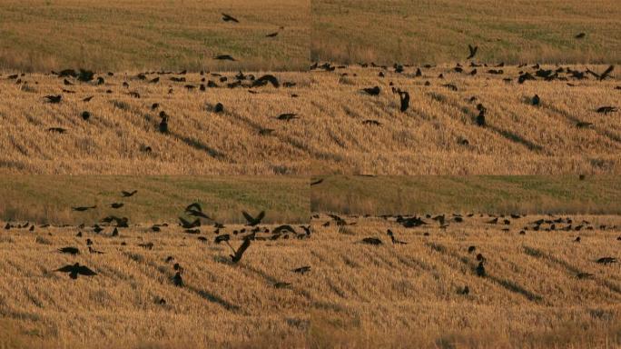 黑鸟成群结队地在金色的麦茬地里，还有白嘴鸦和寒鸦
