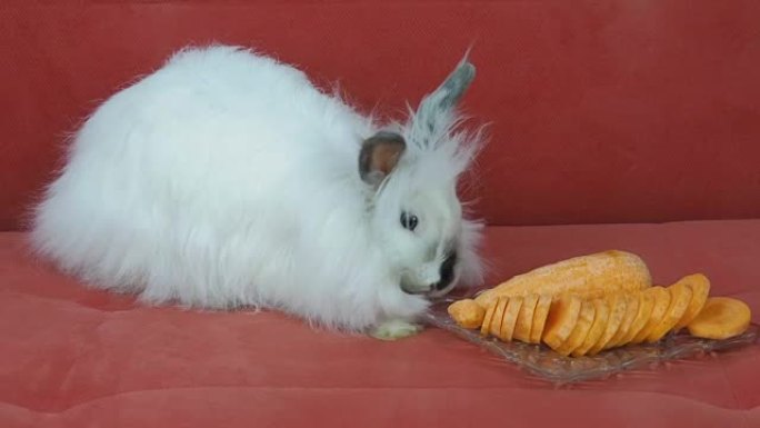胡萝卜兔子。