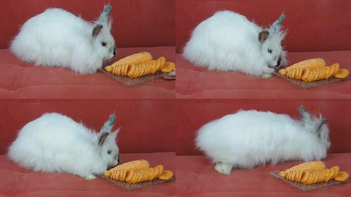 胡萝卜兔子。
