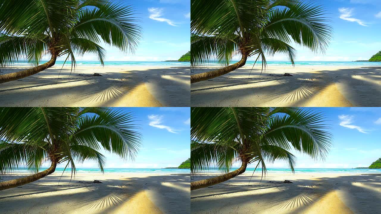 美丽的热带海滩和椰树海