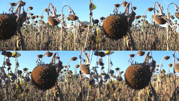 秋天在田野上干燥的向日葵。秋天收获葵花籽。向日葵的干茎特写镜头在蓝天下。受干旱影响的向日葵田。