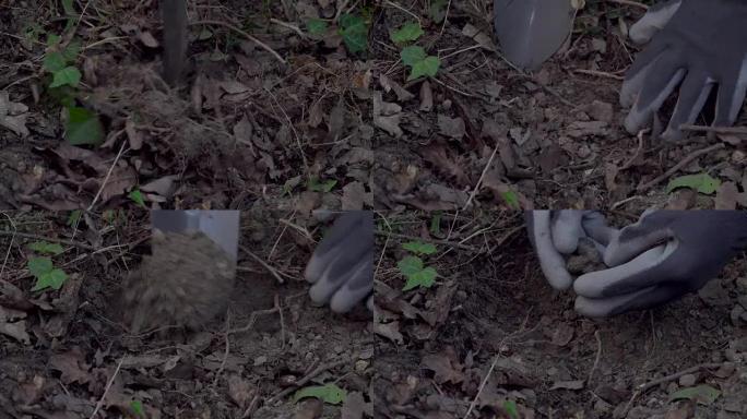 森林中黑松露收获的特写镜头。从地上挖出松露。