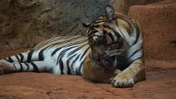 一只西伯利亚虎休息放松