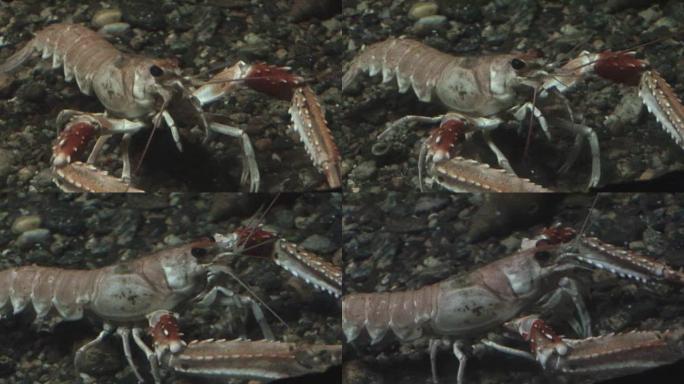 甲壳类动物-小龙虾、虾、磷虾