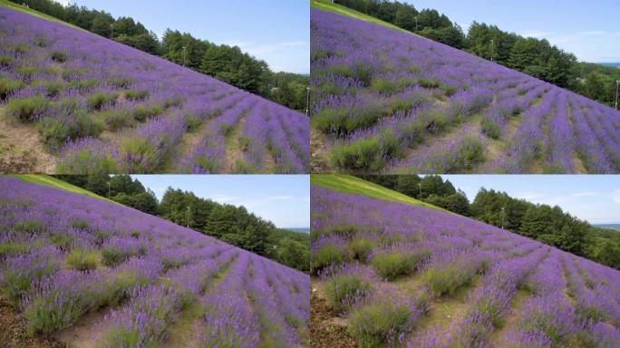 空中拍摄盛开的薰衣草花田，日本北海道