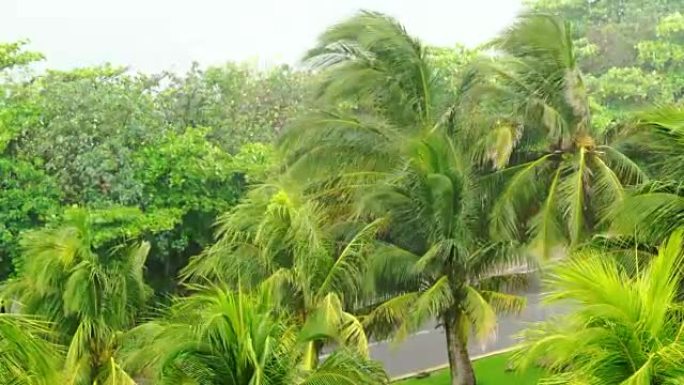 雨天的棕榈树