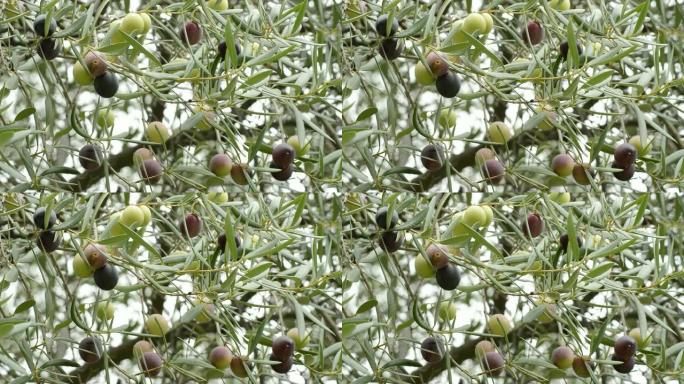 橄榄树上的橄榄果实