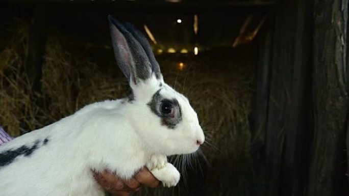 一只有黑斑的大白兔。有人抱着一只成年兔子