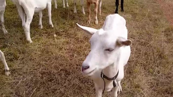 牧场上的奶山羊群。带有动物声音的视频。