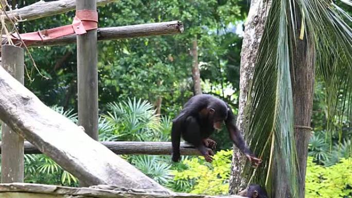 新加坡的黑猩猩家族