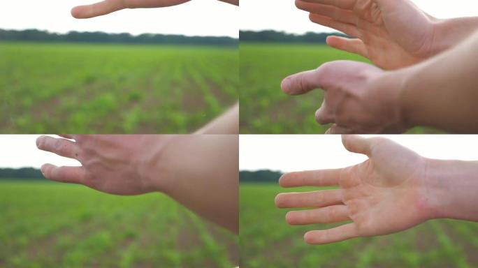 一名男性农民在辛勤劳作后与身后的绿色玉米芽握手。人的手臂在农场里互相打打擦擦。带有年轻植被的大片区域