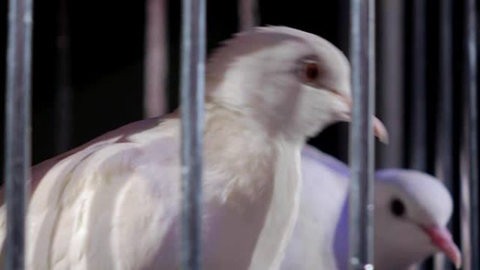 黑暗背景下的笼子里的白鸽