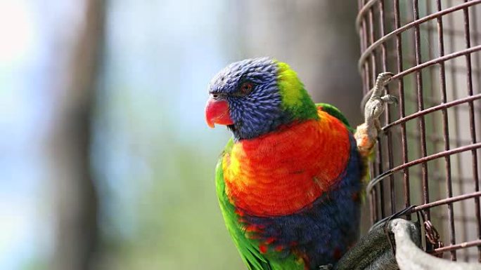美丽的彩虹鹦鹉栖息在栅栏上