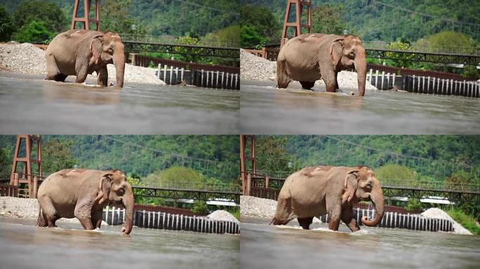 大象在河里玩耍