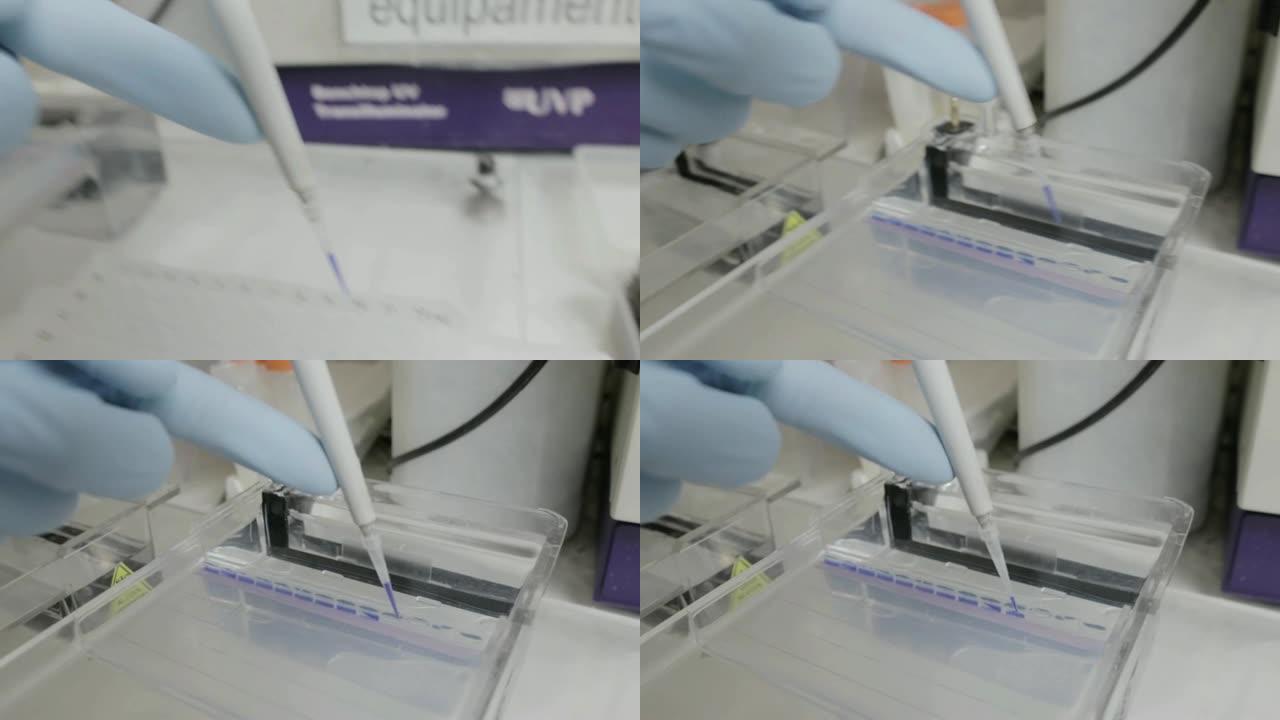 在大学的遗传实验室中，研究人员将样品移液到电泳凝胶中的手持照片