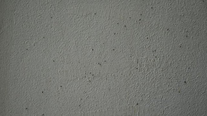 黑蚂蚁在墙上行走
