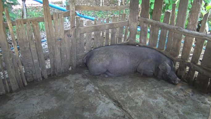 一只黑猪睡觉。