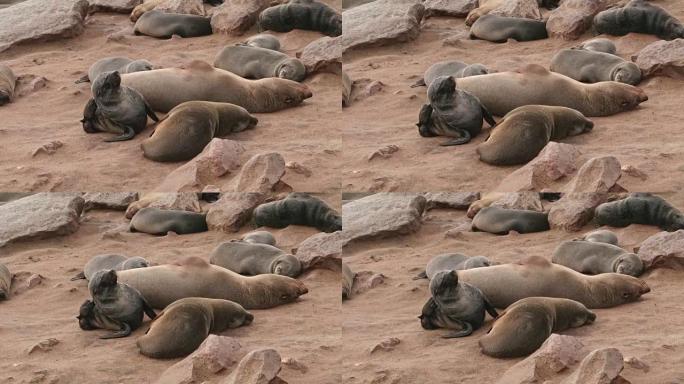在十字角海豹保护区的小海豹