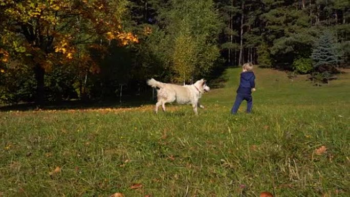 欧洲模样的快乐小男孩在秋天的公园里玩得很开心，有一只漂亮的大狗 -- 慢动作
