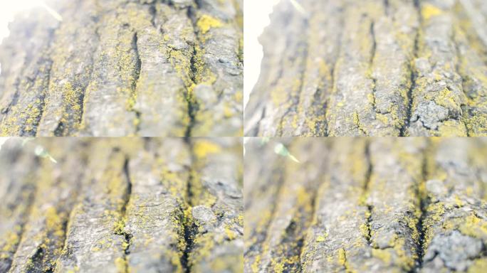 逆光微距树皮表面苔藓4K实拍