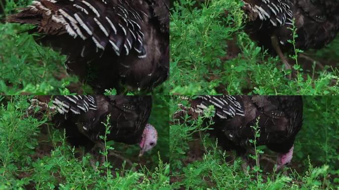 年轻的黑火鸡在绿草丛中跳到一只爪子上，伤了火鸡。住美丽的火鸡。土耳其度假