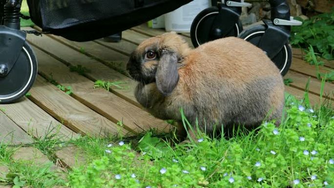 美丽的棕色头兔子兔子的侧视图