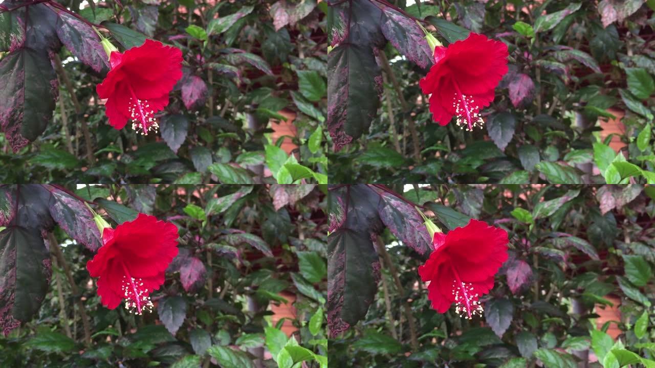 红芙蓉或中国玫瑰花