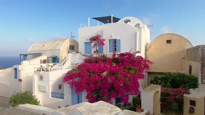 日落粉色九重葛花在家里，蓝色窗户俯瞰着Oia Santorini希腊
