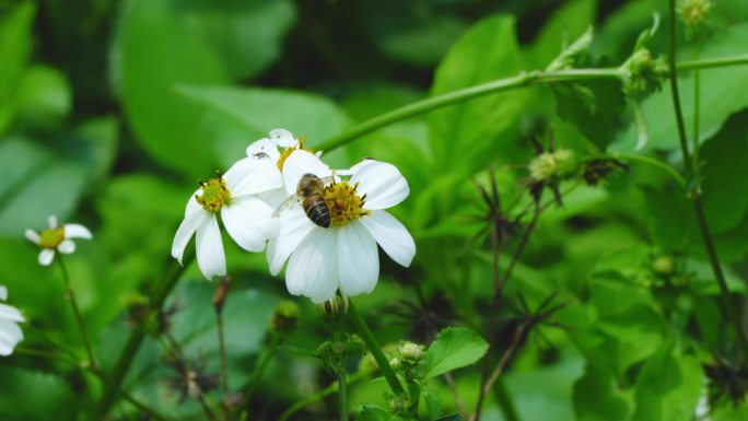 一只小蜜蜂