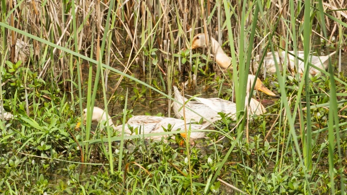 池塘里觅食的鸭子特写实拍镜头