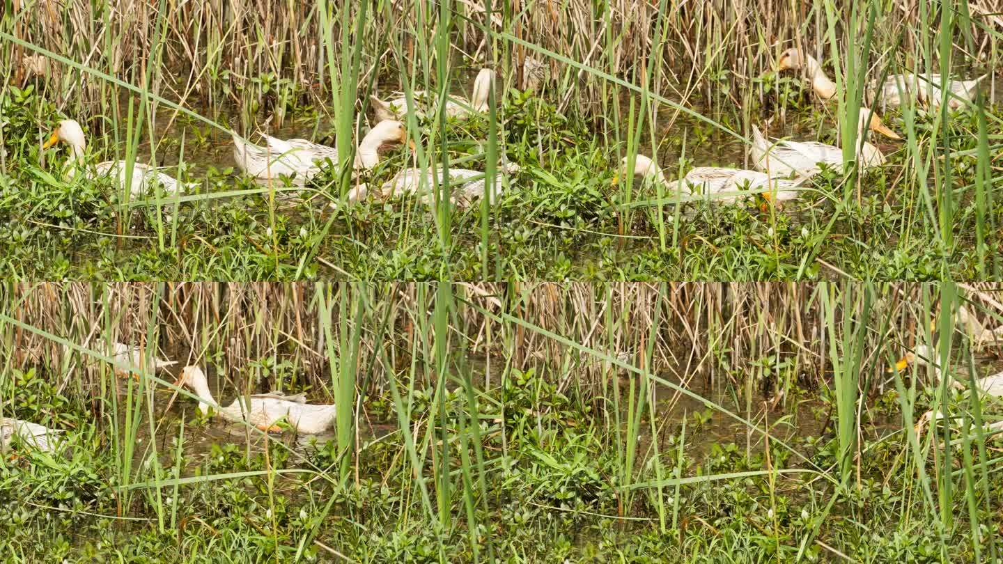 池塘里觅食的鸭子特写实拍镜头