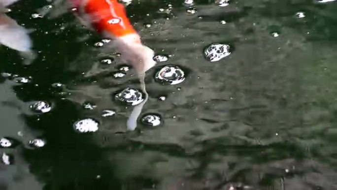 各种观赏锦鲤鱼类游泳