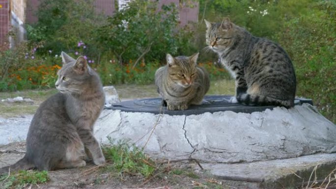 三只无家可归的灰猫坐在街上
