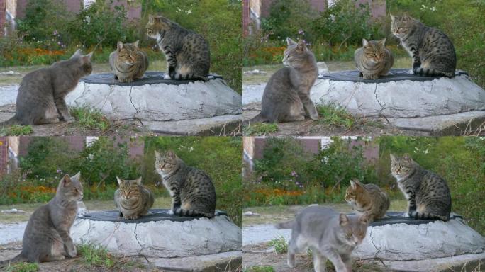 三只无家可归的灰猫坐在街上