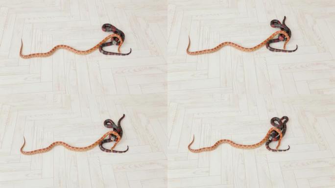 两条蛇在白色的木地板上爬行。Sinaloan牛奶蛇。
