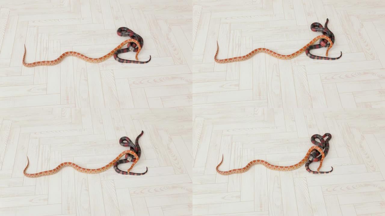 两条蛇在白色的木地板上爬行。Sinaloan牛奶蛇。