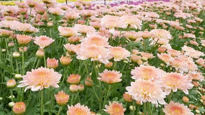 菊花，有时称为妈妈或菊花，它们原产于亚洲和欧洲东北部。大多数物种起源于东亚，多样性的中心在中国。