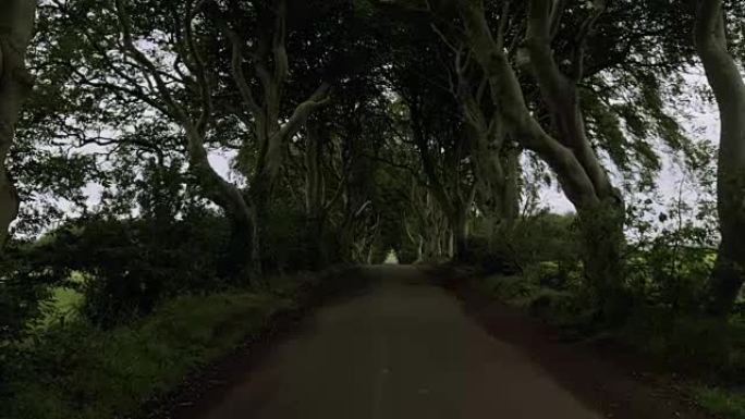 北爱尔兰多云的早晨走在黑暗的树篱乡村路