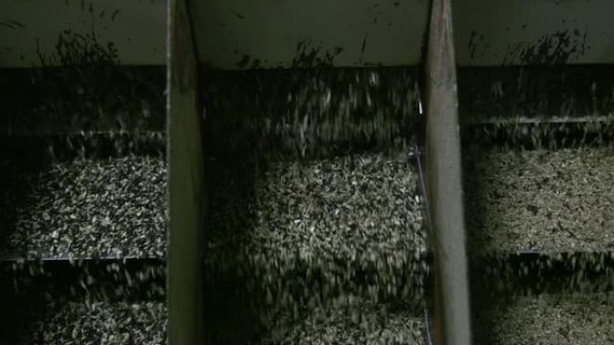 葵花籽在工厂加工