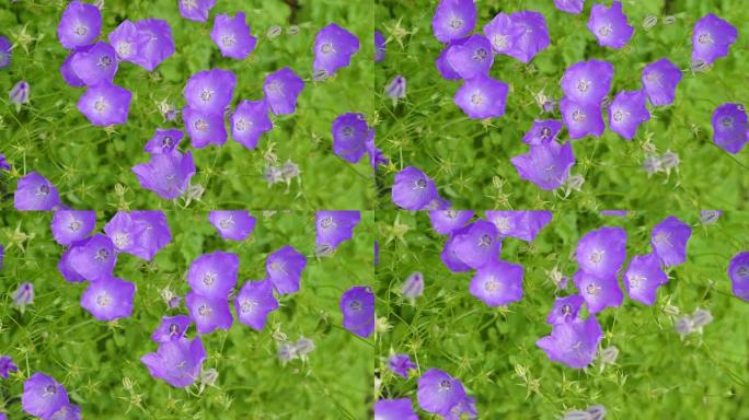 花园里紫色花朵的俯视图
