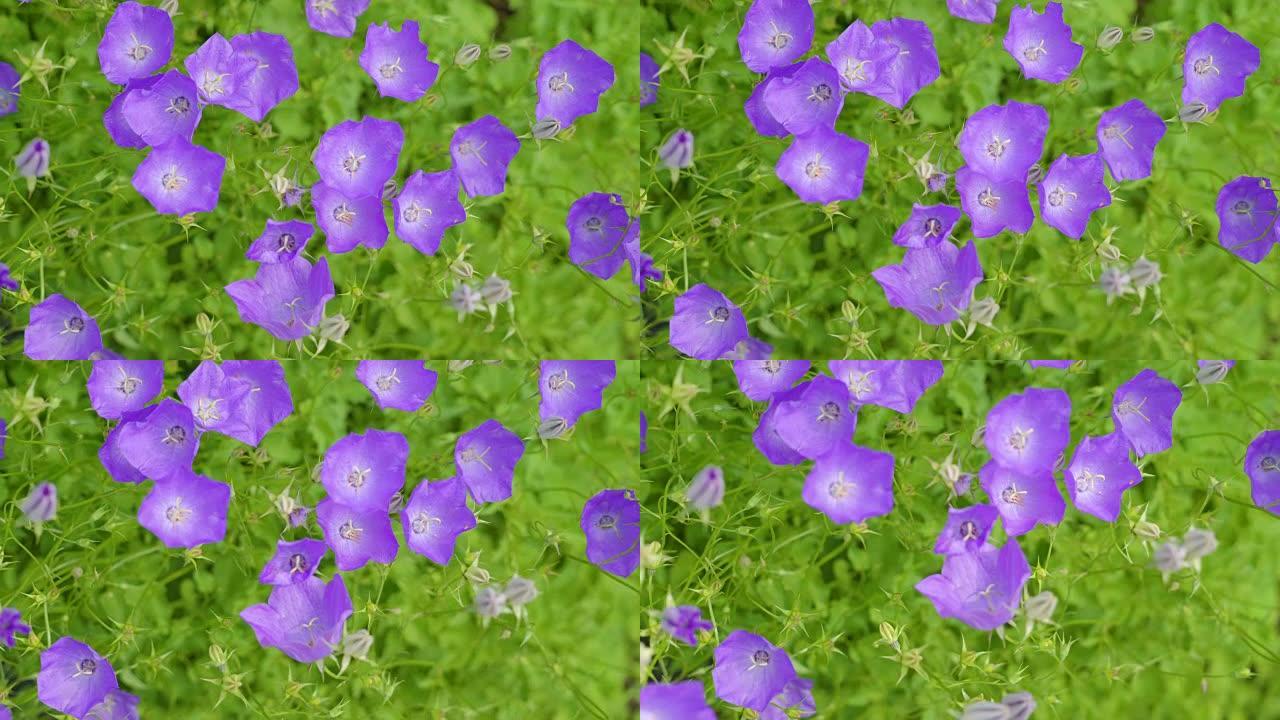 花园里紫色花朵的俯视图