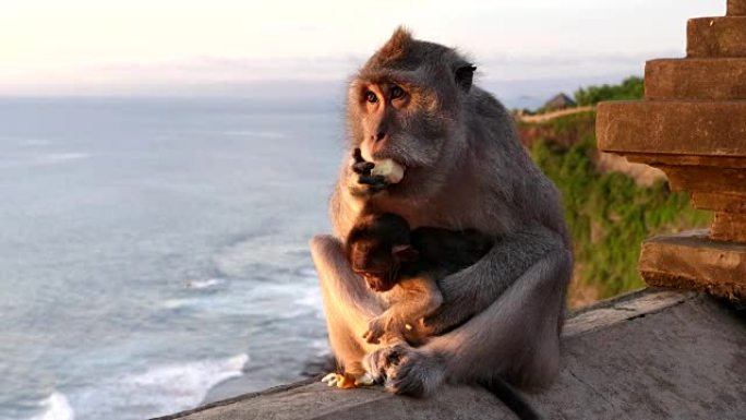 巴厘岛乌鲁瓦图神庙的猕猴和婴儿的特写镜头