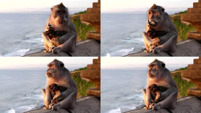 巴厘岛乌鲁瓦图神庙的猕猴和婴儿的特写镜头