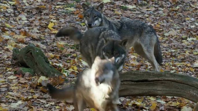 欧洲灰狼 (Canis lupus lupus) 在森林中奔跑。一群狼。