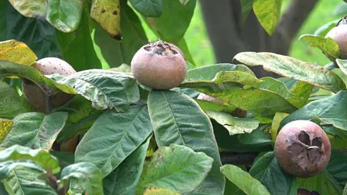 枸杞棕色成熟的果实和绿叶长在树上。德国梅皮卢斯，德国克拉塔格斯，枸杞，Mispel
