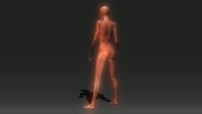 人体解剖学的动画