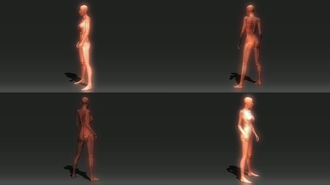 人体解剖学的动画