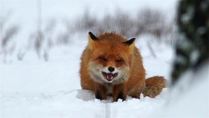 吃狐狸