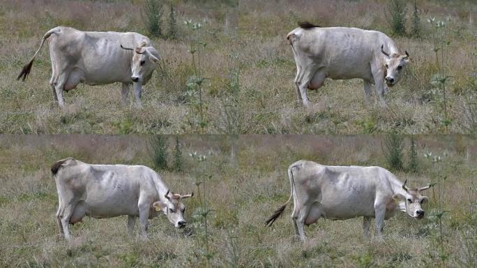 田野里的白牛，被苍蝇惹恼，慢动作