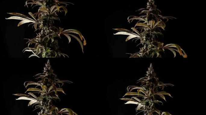 在黑色工作室背景上平移大麻分支的艺术展示
